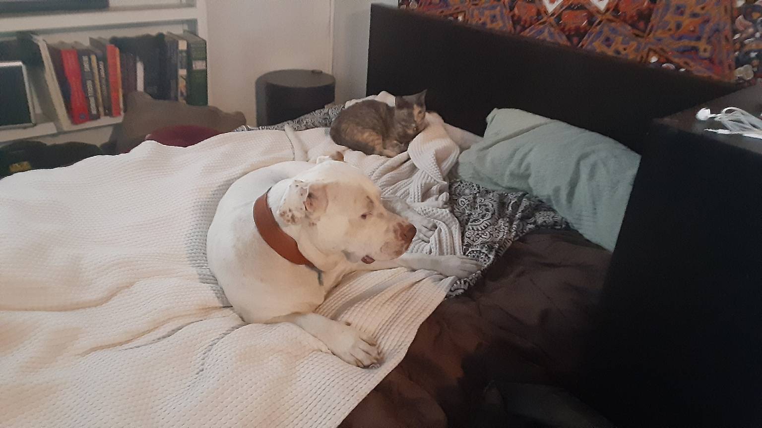 Happy pup during boarding stay